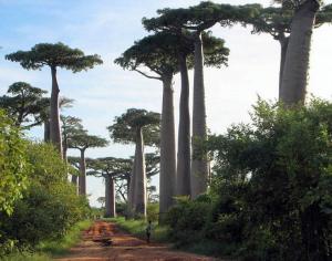 Баобаб — описание и фото гигантского долгоживущего дерева Легенды о баобабах