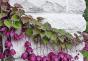 Лианы многолетники: названия вьющихся растений для сада, фото