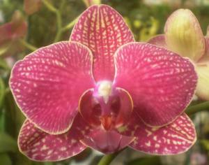 Как отсадить детку орхидеи от материнского растения Орхидеи как получить детки